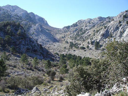 Paisaje de roca caliza y pinos en los Llanos del Endrinal